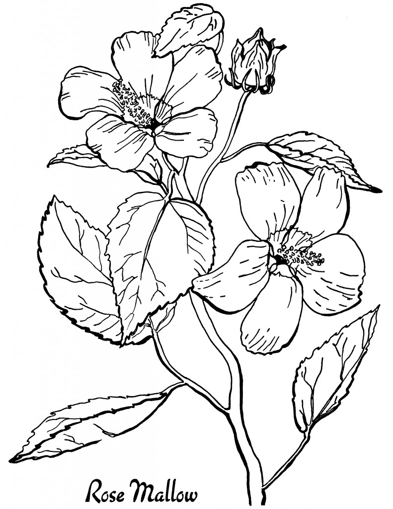 flower coloring sheets to print