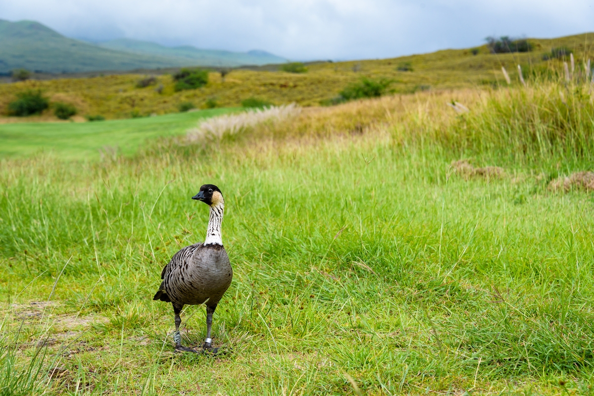 7 Fun Facts About The Nene Or Hawaiian Goose HAWAI I Magazine 7 Fun Facts About The Nene Or Hawaiian Goose HAWAI I Magazine