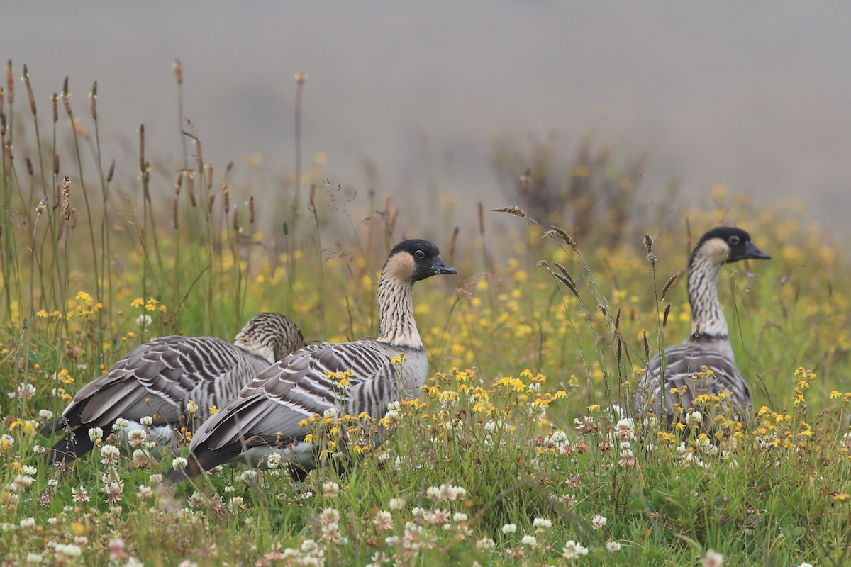 7 Fun Facts About The Nene Or Hawaiian Goose HAWAI I Magazine 7 Fun Facts About The Nene Or Hawaiian Goose HAWAI I Magazine