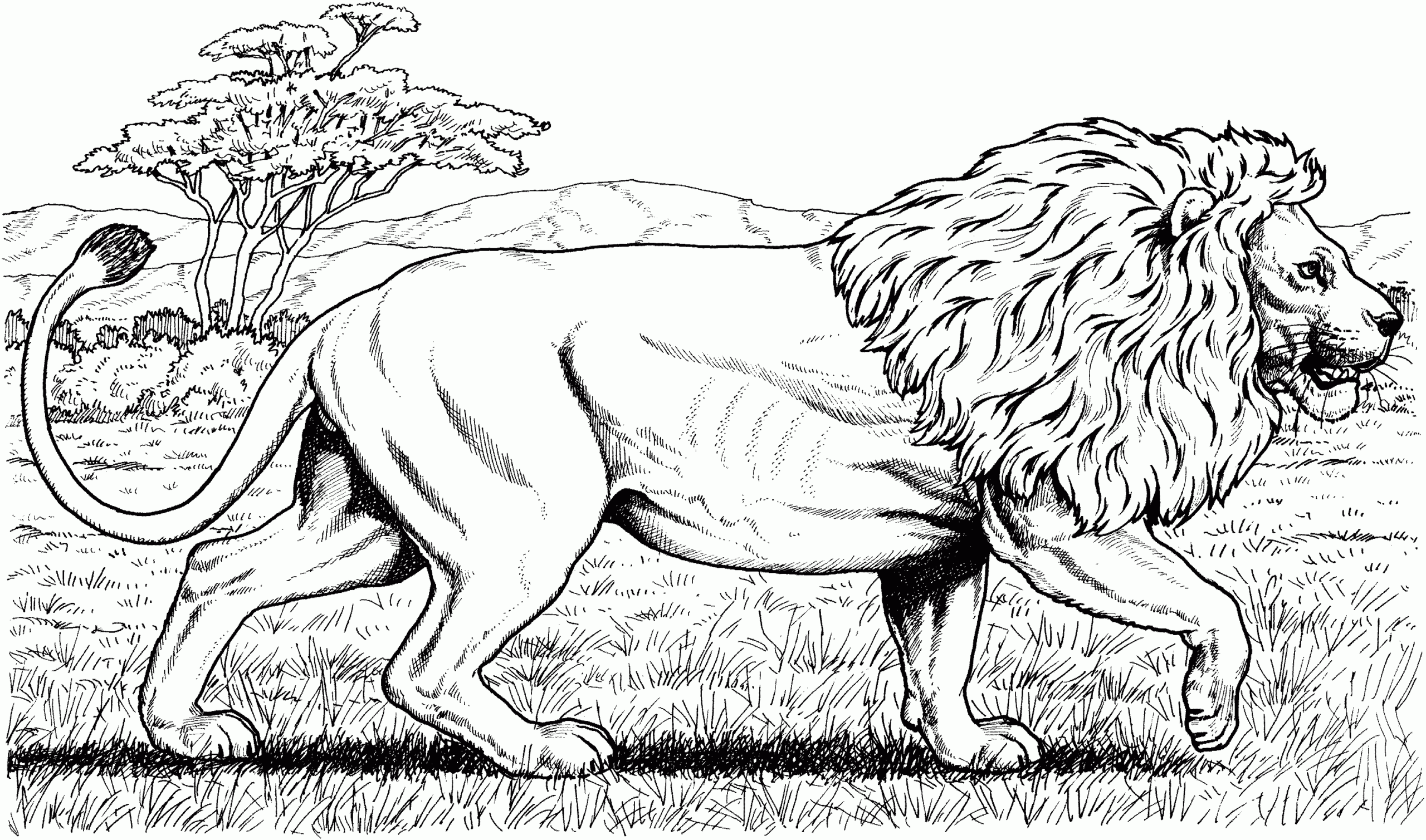 coloring pages of lions