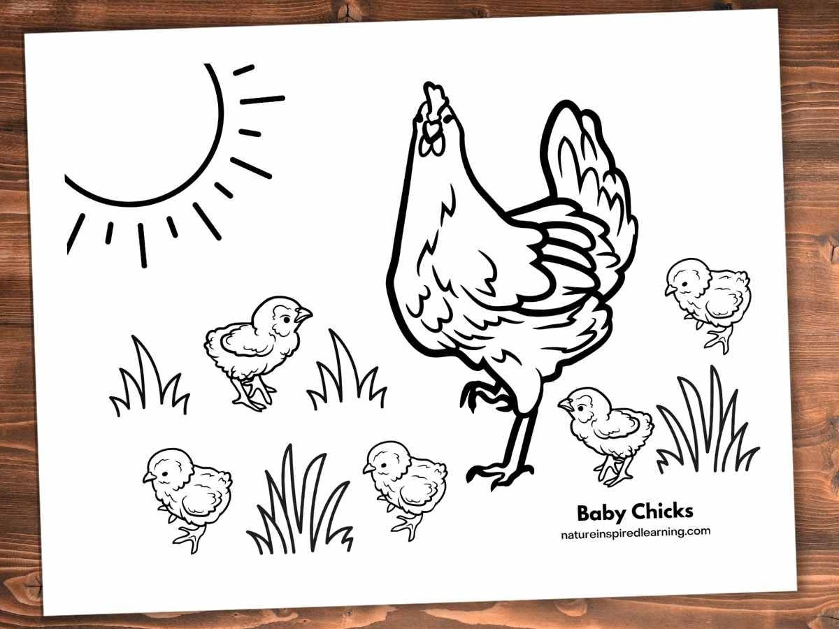 Adorable Chicken Coloring Pages Nature Inspired Learning Adorable Chicken Coloring Pages Nature Inspired Learning