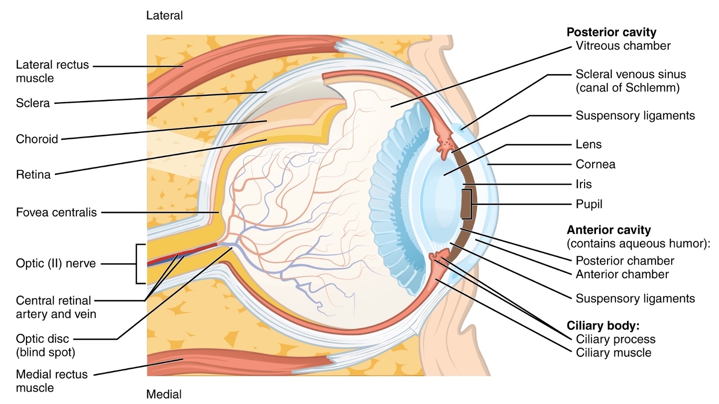 Aging And Vision The Occupational Therapy Role Article 5521