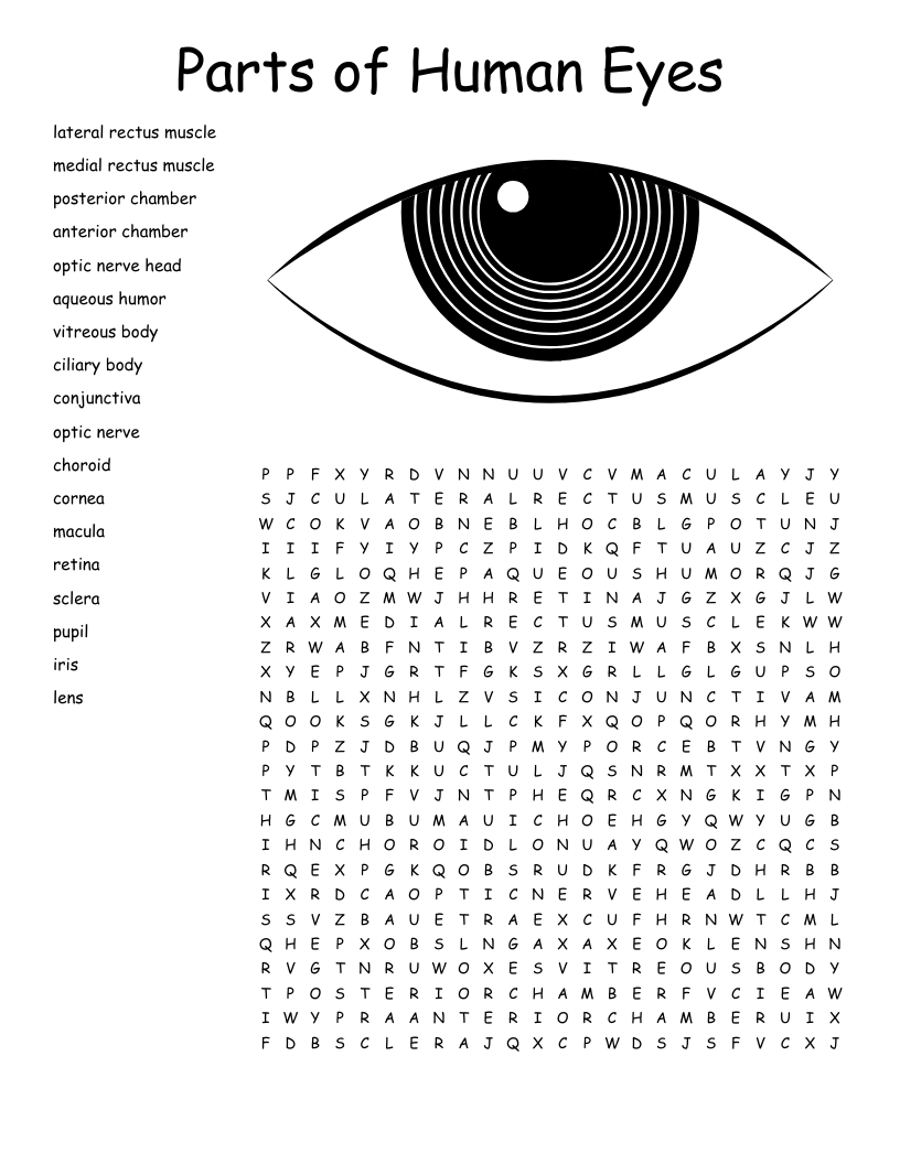 Anatomy Of The Eye Crossword WordMint