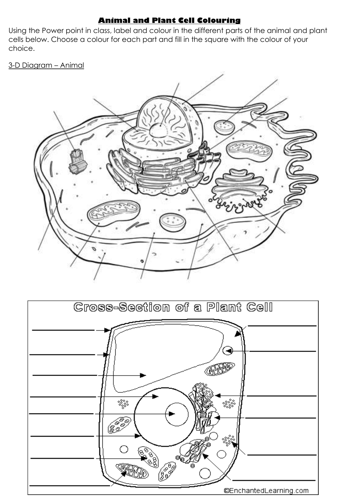 plant cell for coloring plant cell for coloring