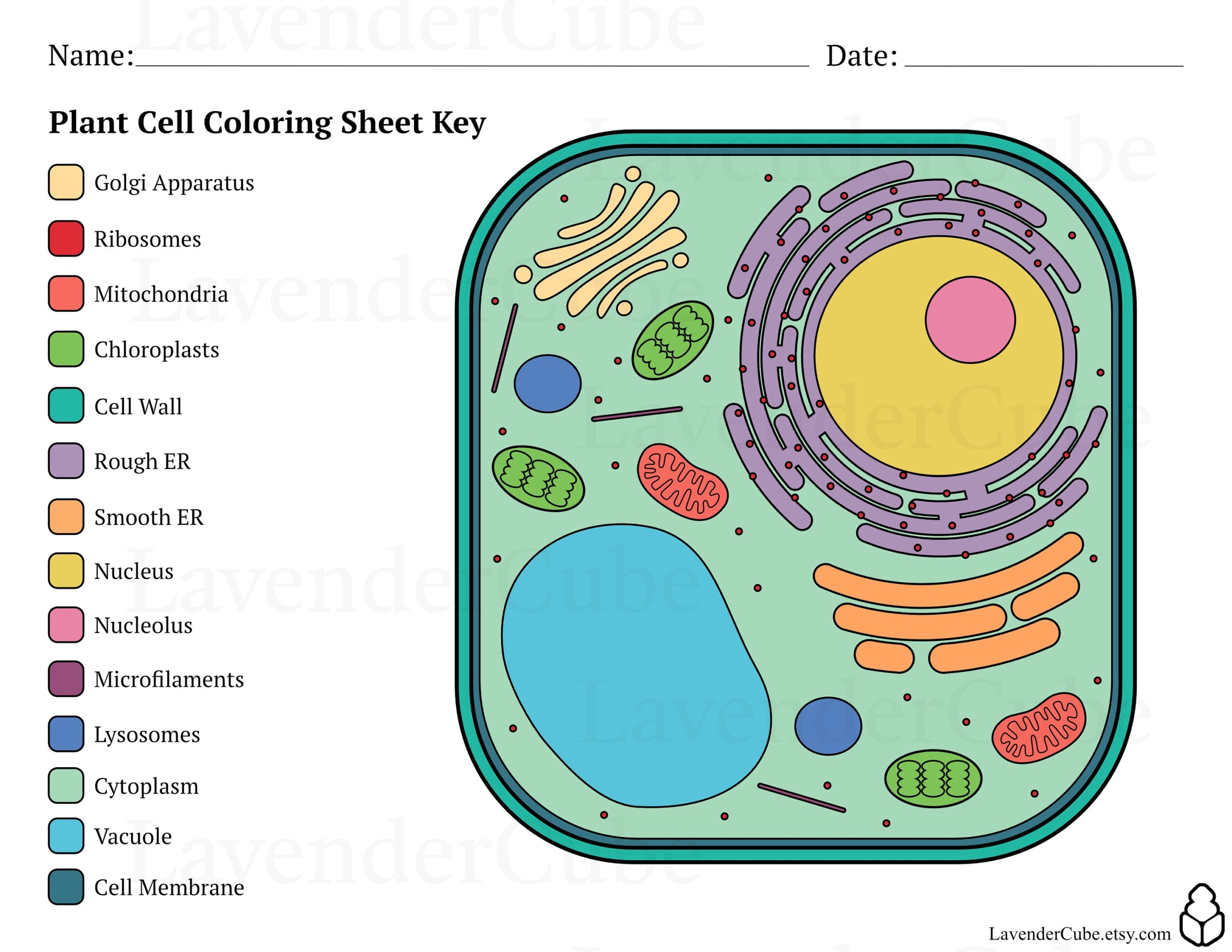 Animal And Plant Cell Coloring Worksheets Digital Download 300 DPI Png Etsy Israel Animal And Plant Cell Coloring Worksheets Digital Download 300 DPI Png Etsy Israel