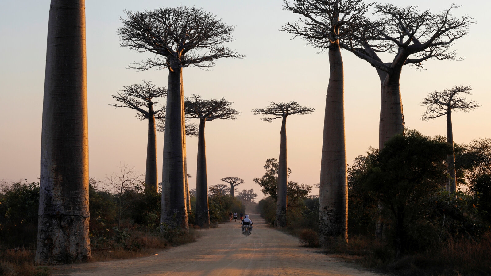 madagascar tree crossword clue