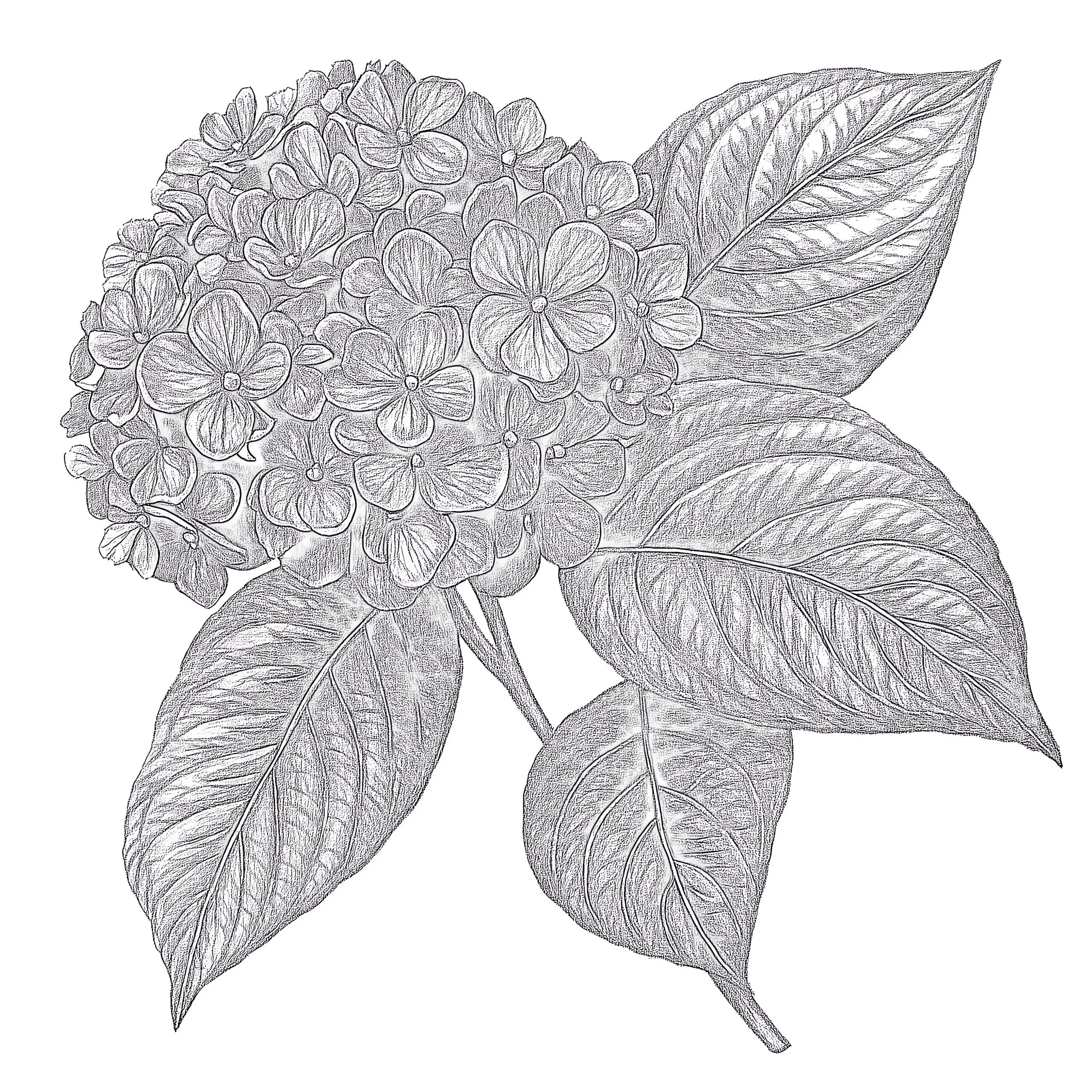 beautiful coloring pages of flowers
