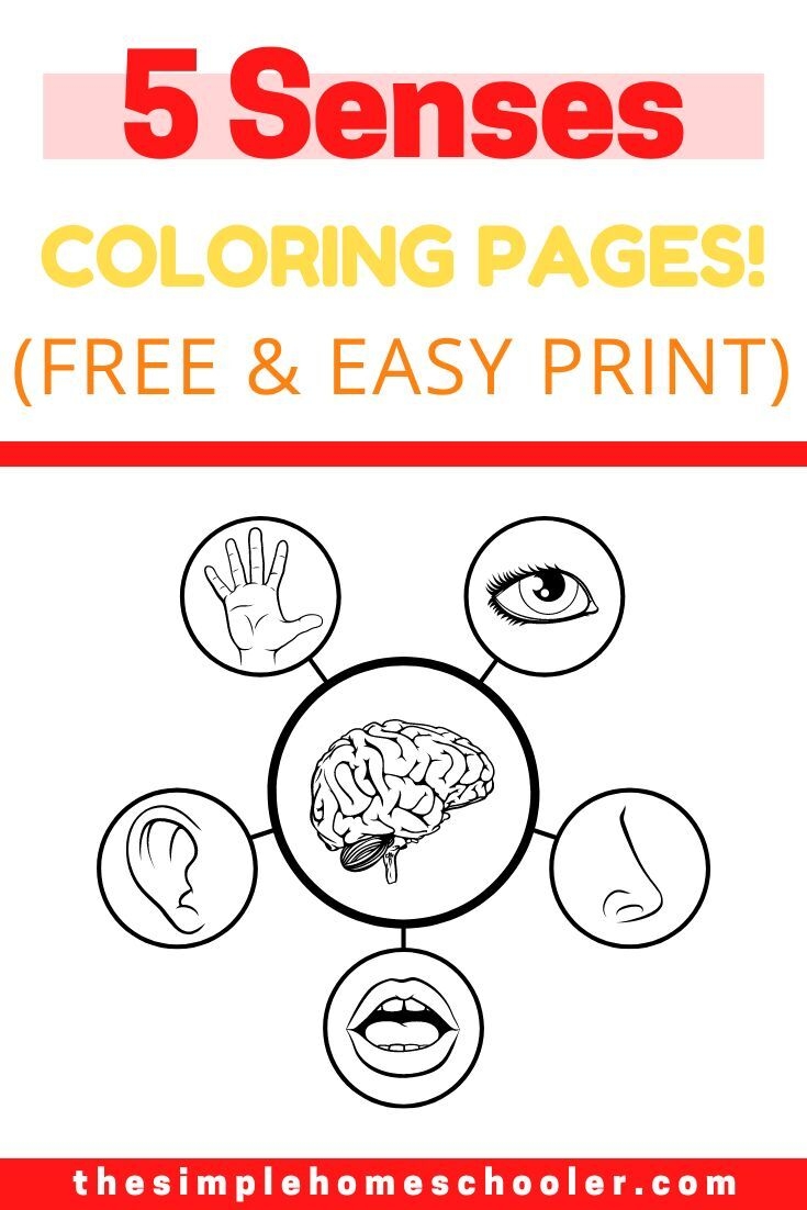 Best 5 Senses Coloring Pages Free Easy Print The Simple Homeschooler