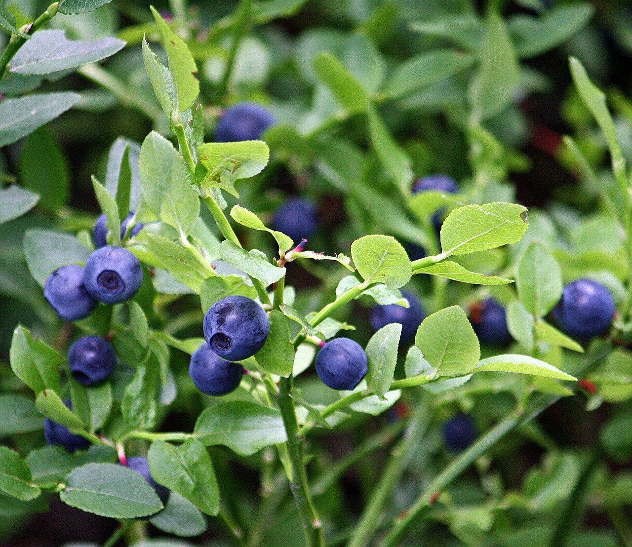 Bilberry Wikipedia Bilberry Wikipedia