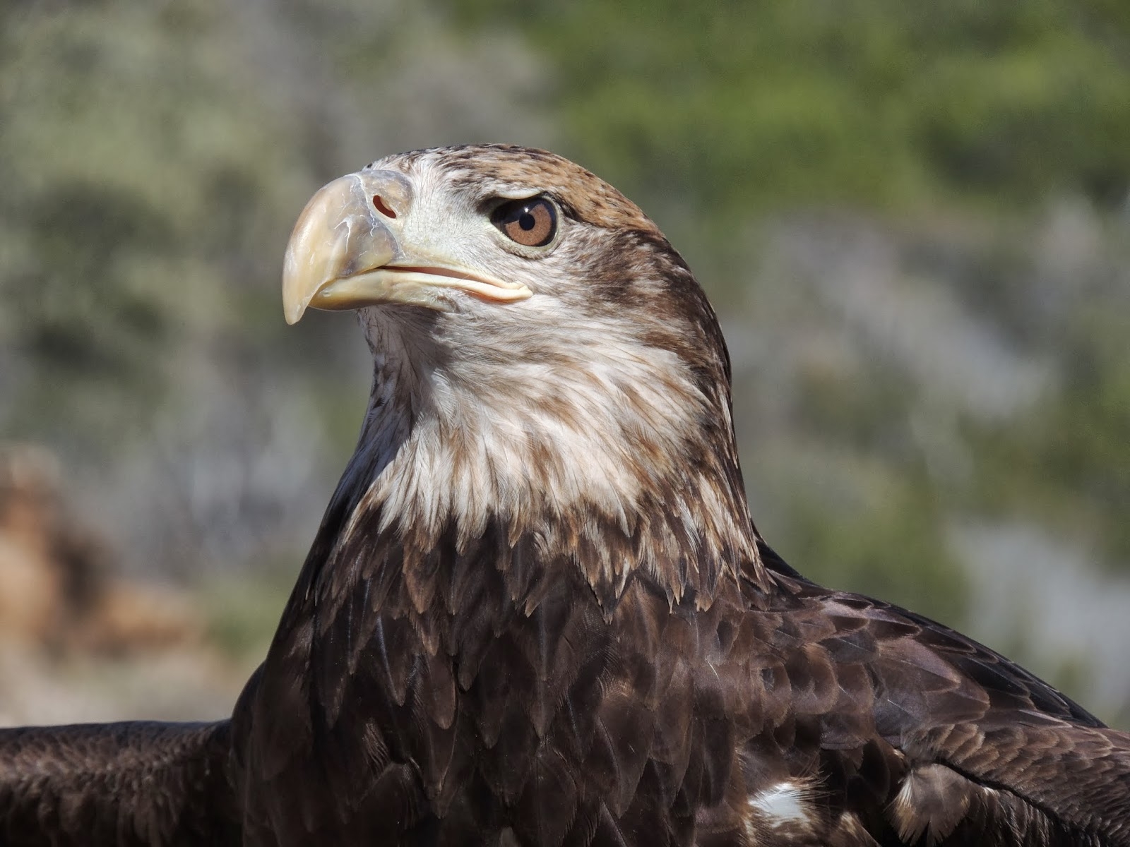 eagles nest crossword clue