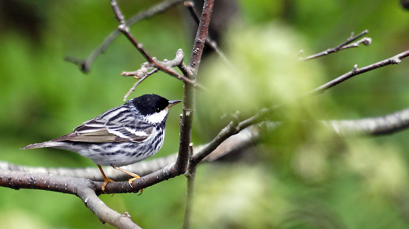 Bird Of The Week Don t Confuse The Blackpoll Warbler With Maine s State Bird Bird Of The Week Don t Confuse The Blackpoll Warbler With Maine s State Bird