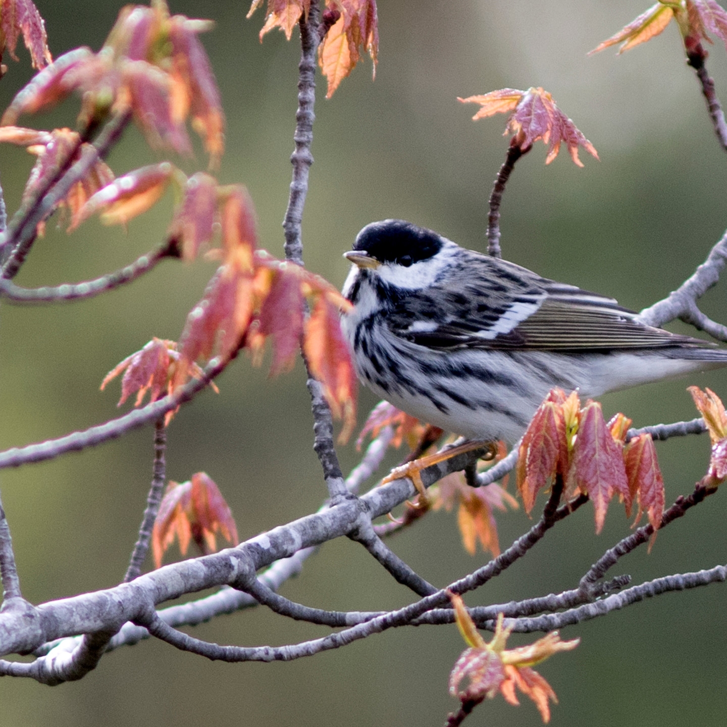 Bird Of The Week Don t Confuse The Blackpoll Warbler With Maine s State Bird Bird Of The Week Don t Confuse The Blackpoll Warbler With Maine s State Bird