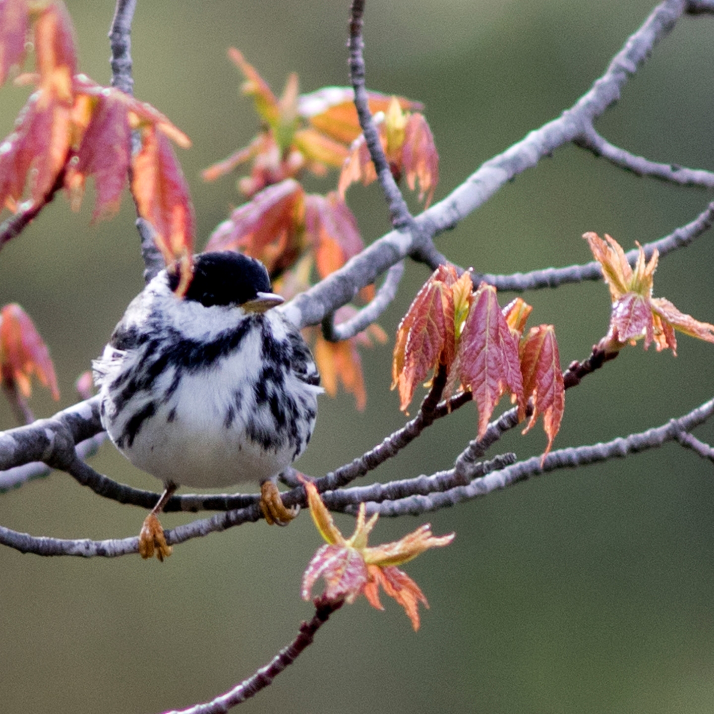 small songbirds crossword clue small songbirds crossword clue