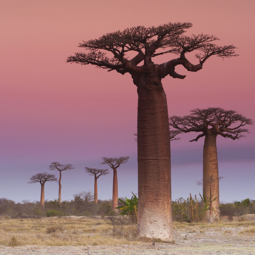 Bizarre Evolutionary Roots Of Africa s Iconic Upside down Baobab Trees Revealed Live Science
