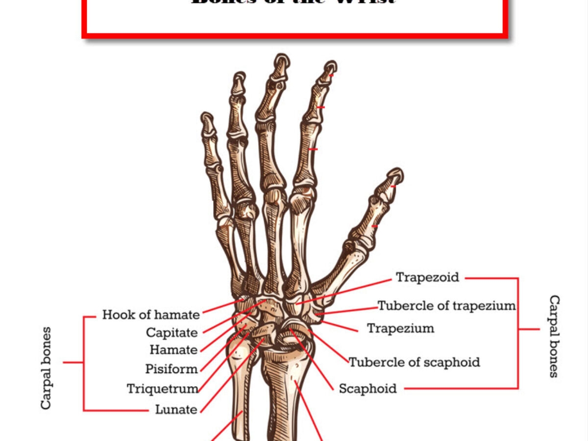 Bones In Wrist A Comprehensive Guide JOI Jacksonville Orthopaedic Institute