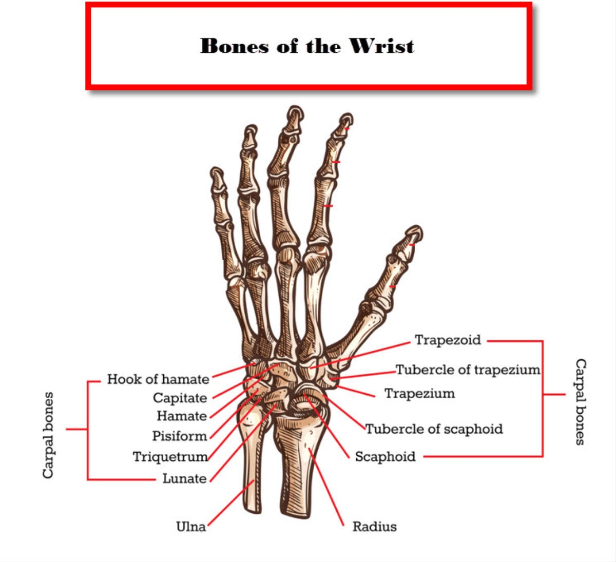 Bones In Wrist A Comprehensive Guide JOI Jacksonville Orthopaedic Institute