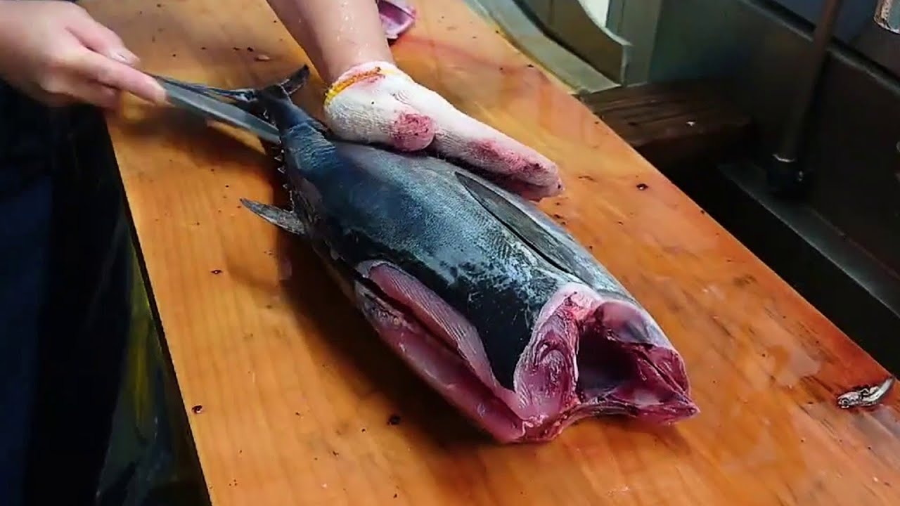Bonito Fish Filleting Sashimi Making YouTube Bonito Fish Filleting Sashimi Making YouTube