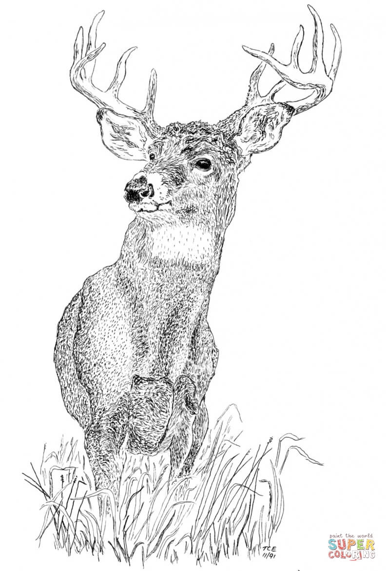 Buck Coloring Page Free Printable