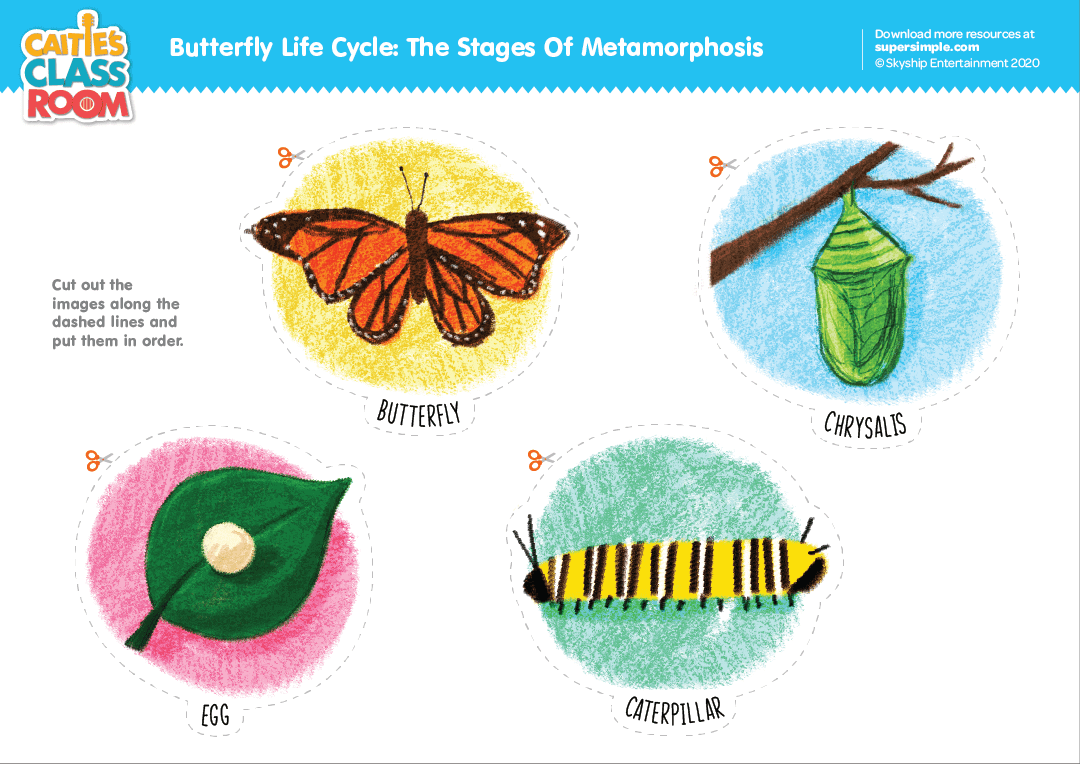Butterfly Life Cycle The Stages Of Metamorphosis Super Simple