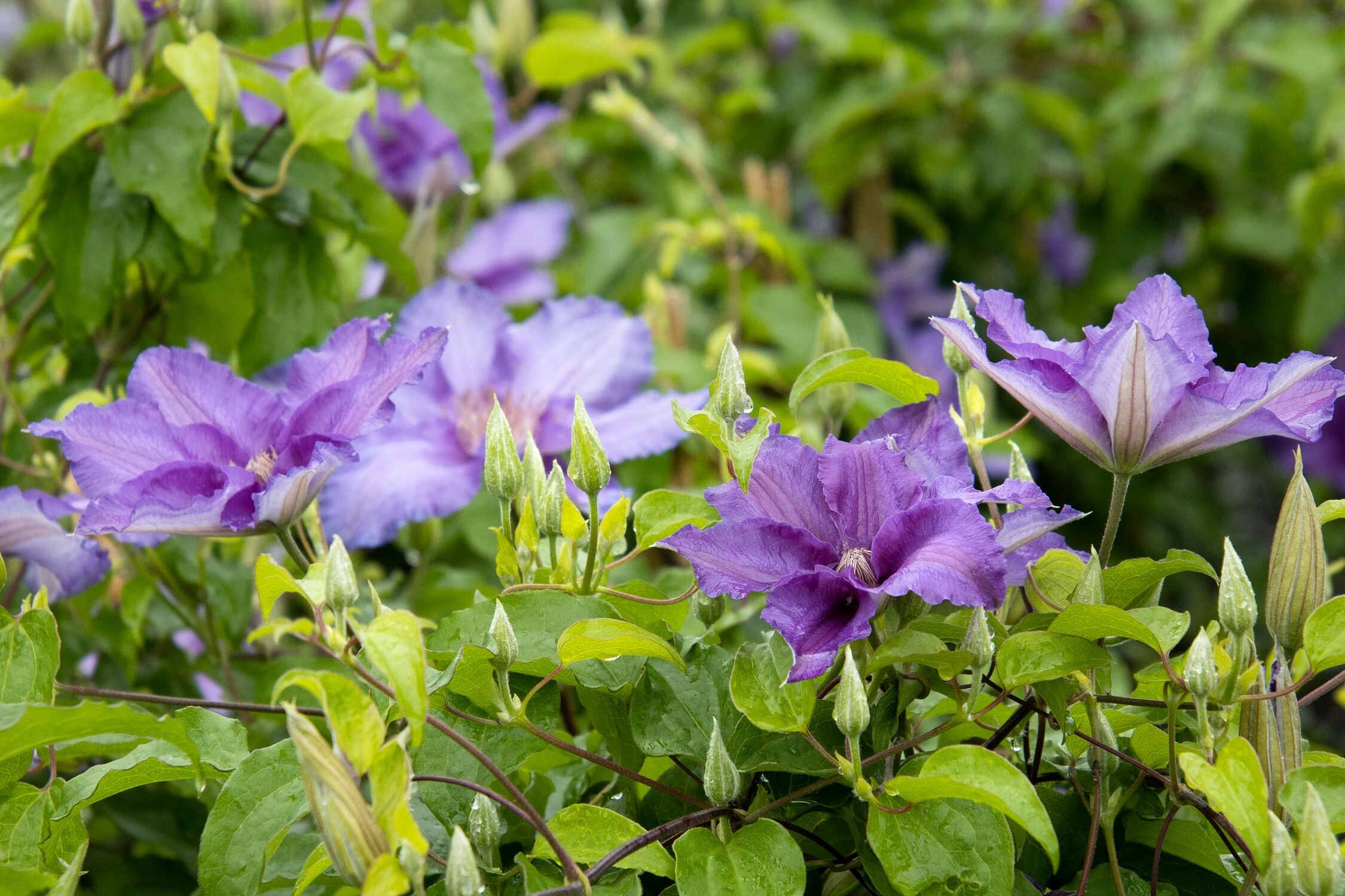 Clematis How To Grow And Care For This Flower Clematis How To Grow And Care For This Flower