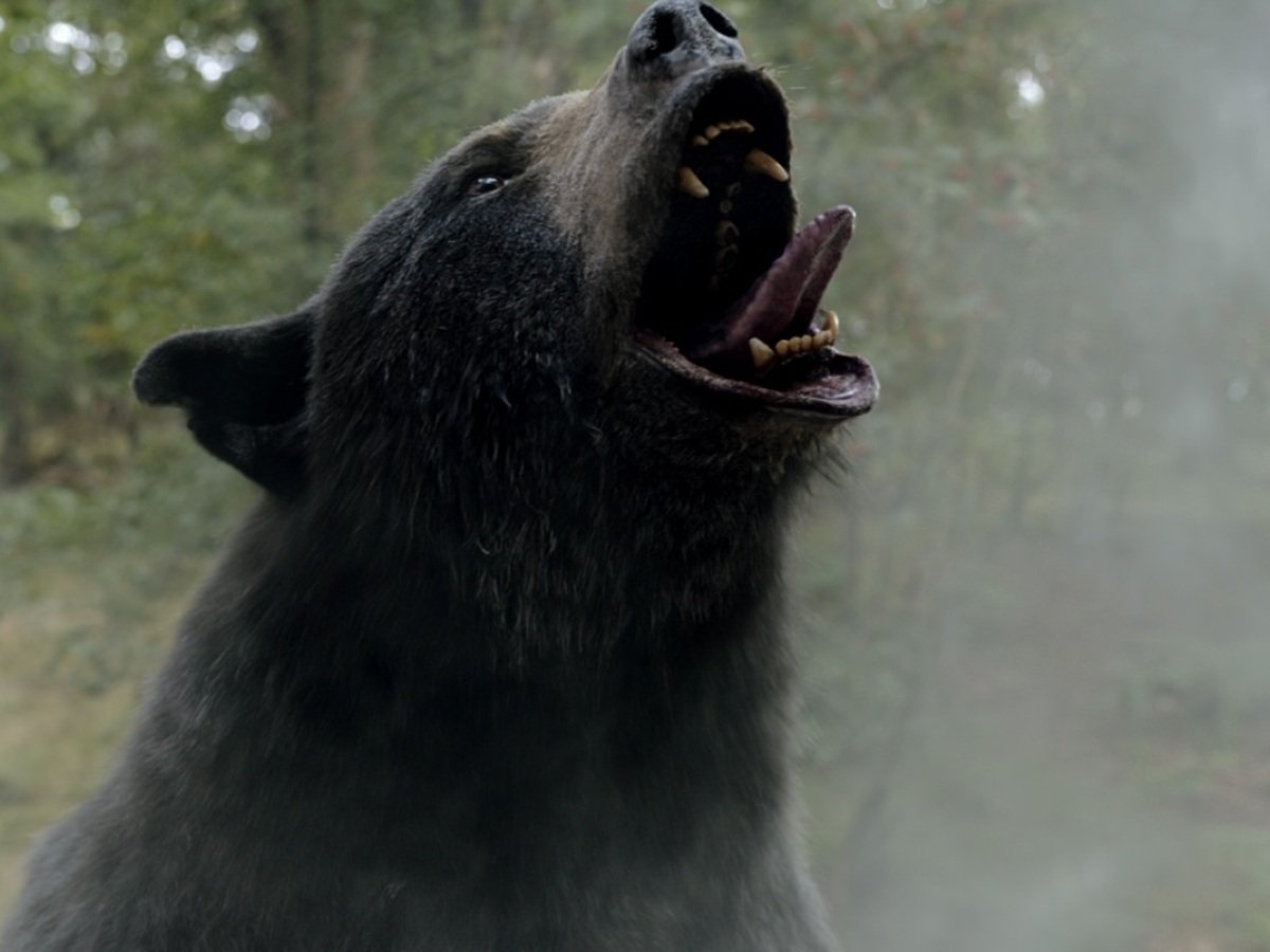 bother as a bear crossword clue