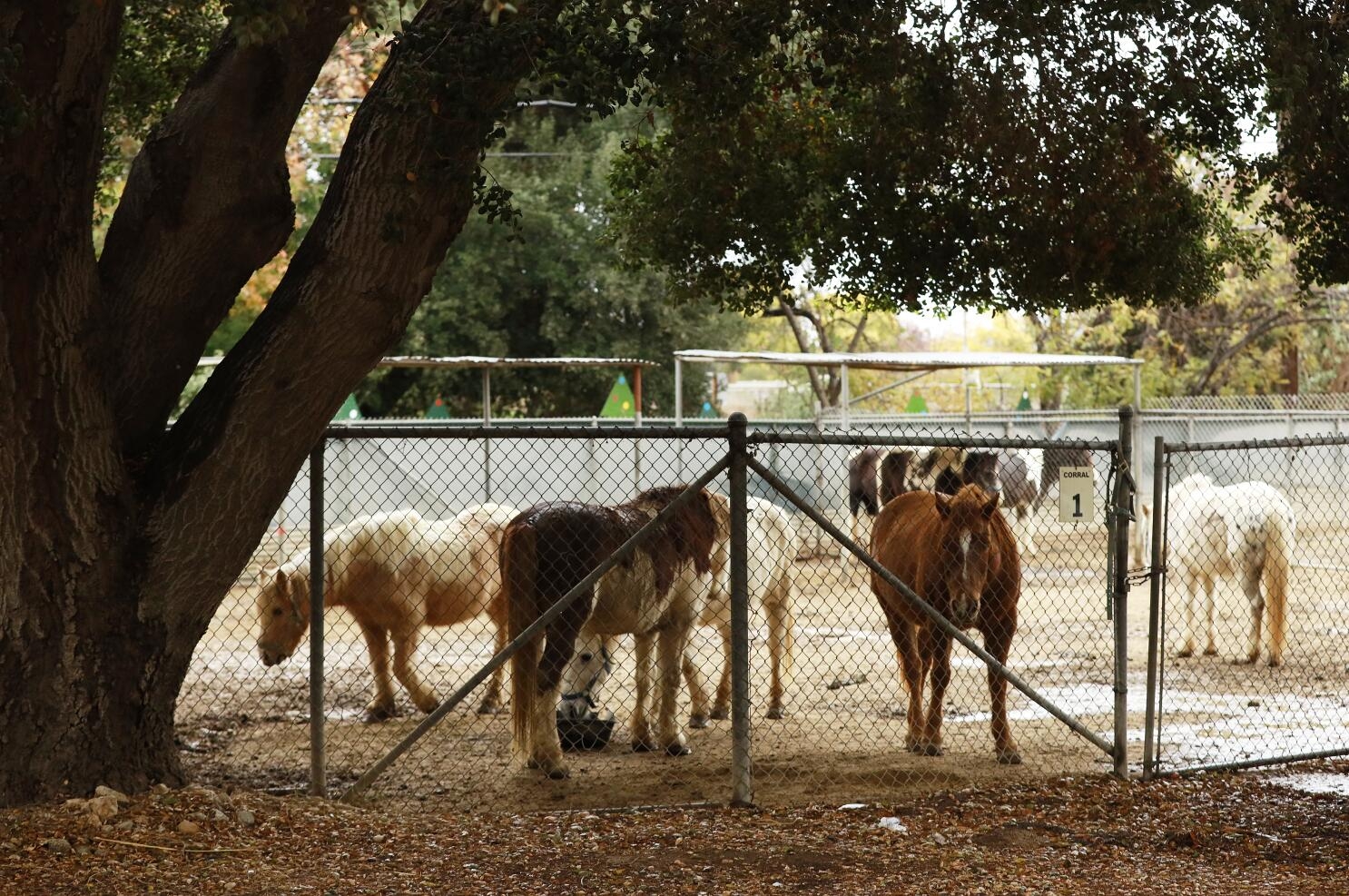 Council Members Want Assessment Of Griffith Park Ponies Los Angeles Times