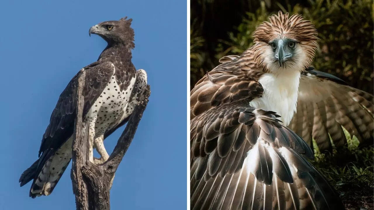 Discover The Largest Eagles In The World By Weight And Height Times Of India
