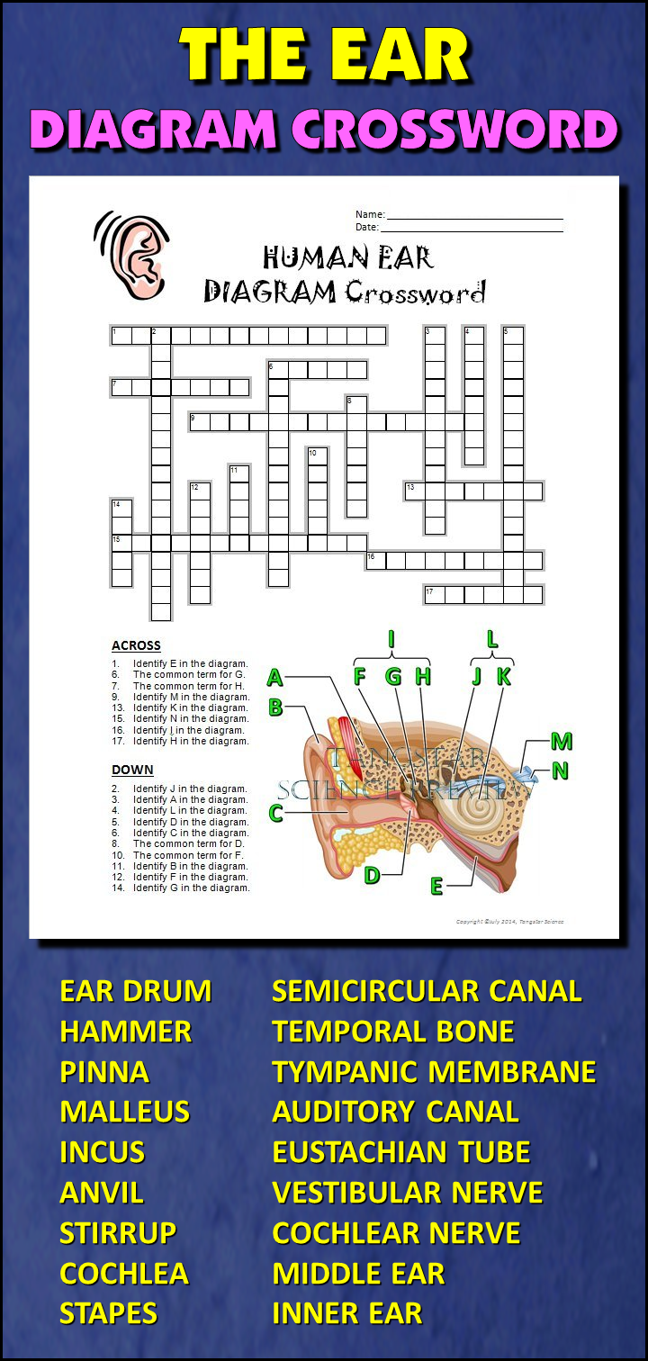 Ear Crossword With Diagram Editable Printable Distance Learning Options
