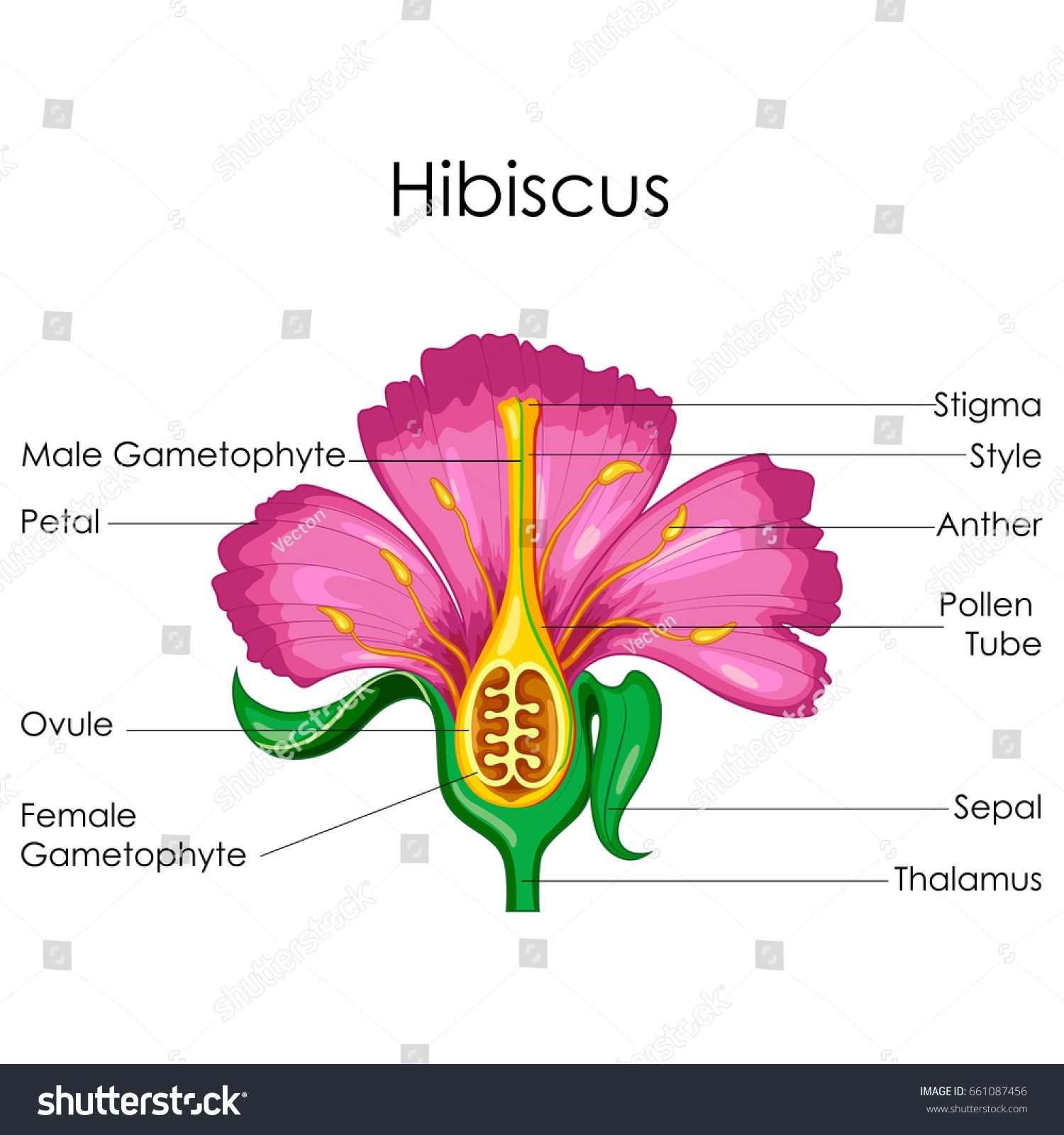parts of a flower labeling