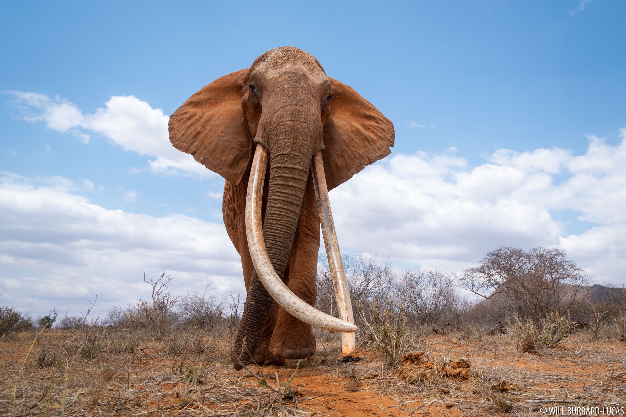 what is elephant colour