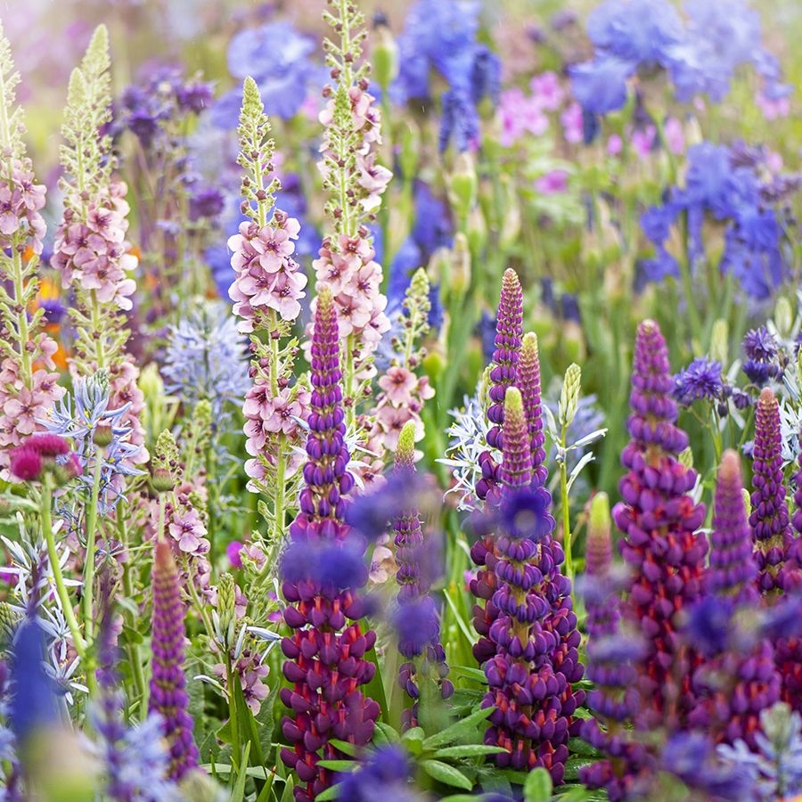 Flowers Crossword A Secret Gardener s Puzzle Gardening Know How