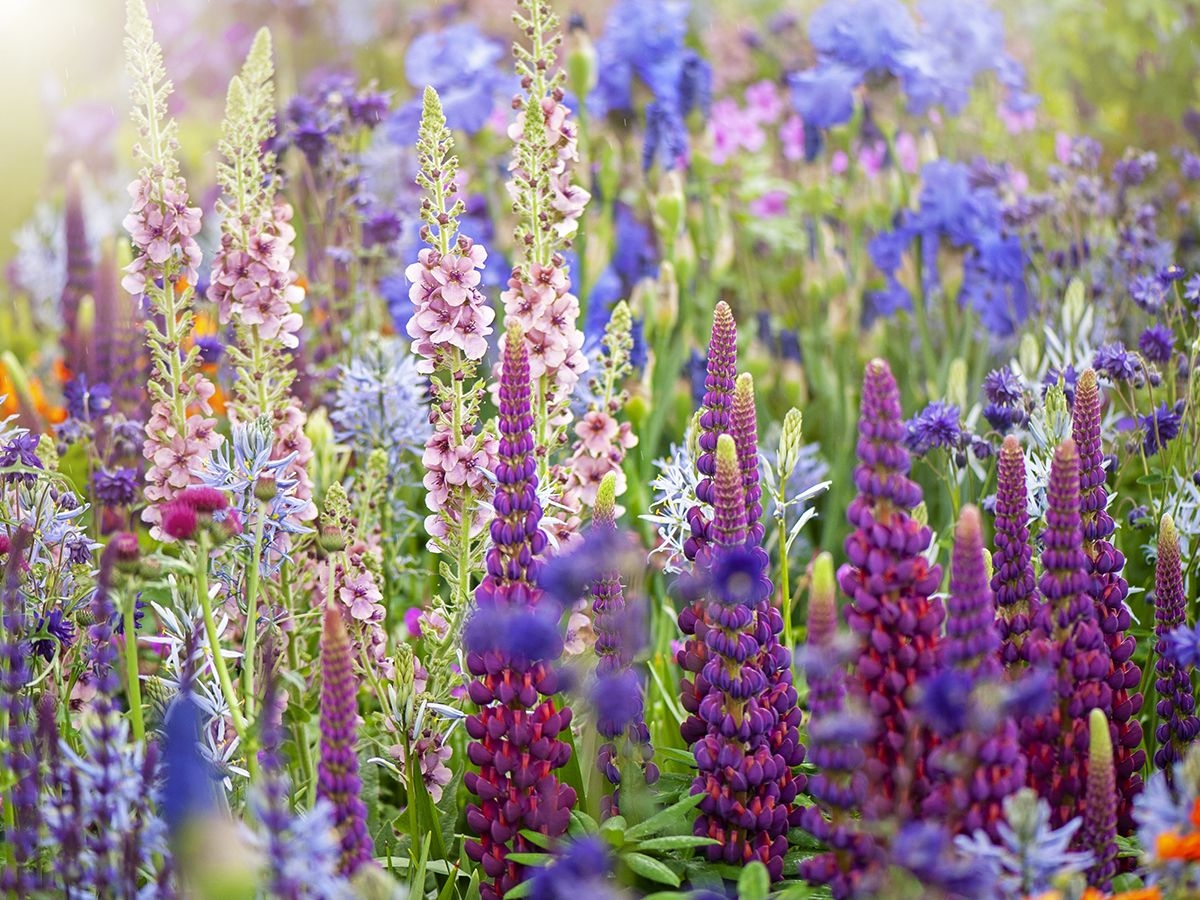 Flowers Crossword A Secret Gardener s Puzzle Gardening Know How Flowers Crossword A Secret Gardener s Puzzle Gardening Know How