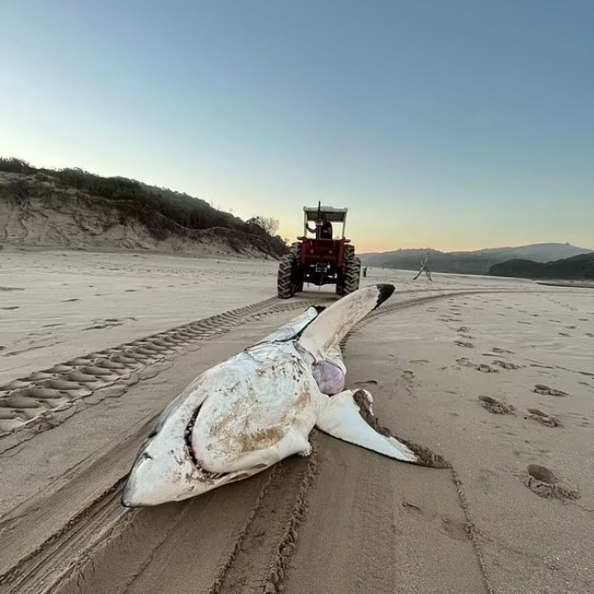 Giant Predator Rips Apart 15ft Great White Shark That Had Just Eaten Dolphin The Mirror