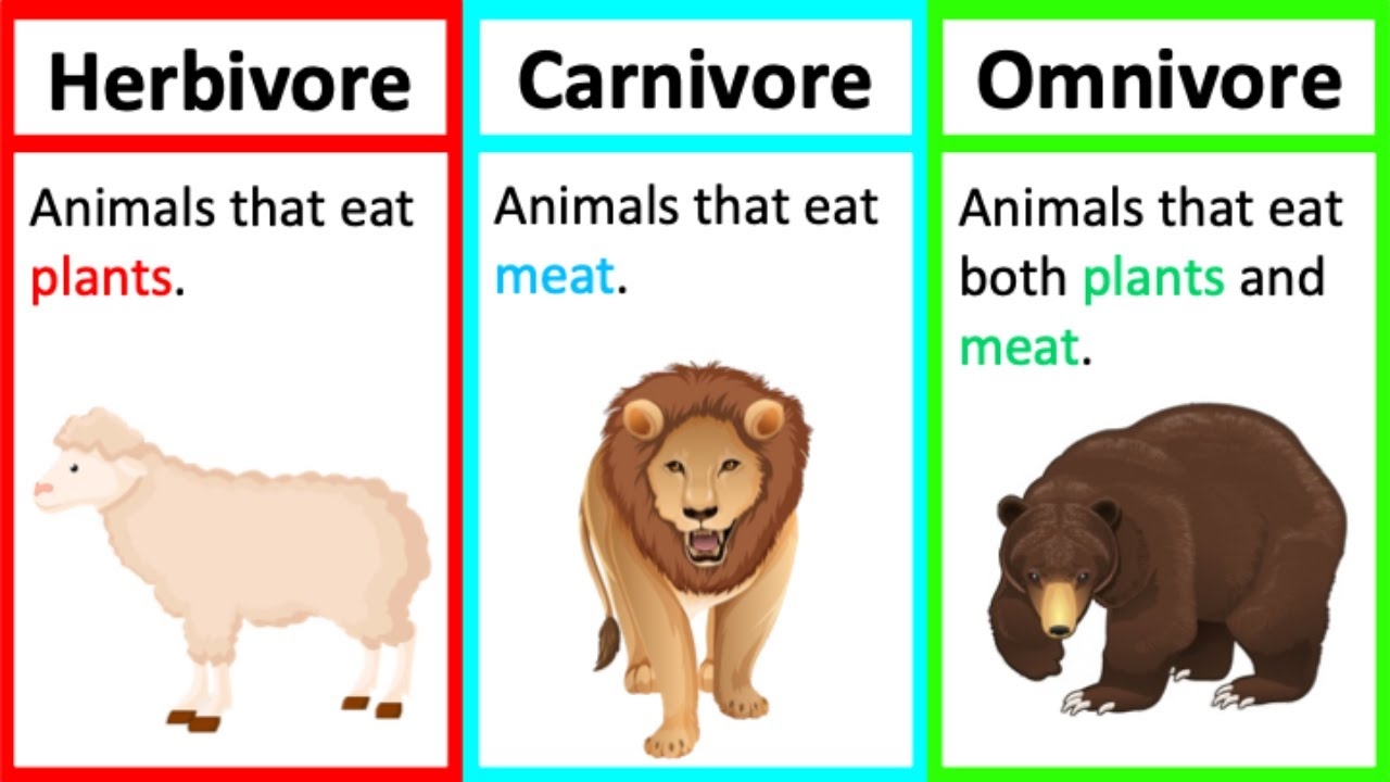 Herbivore Carnivore Omnivore Types Of Animals What s The Difference YouTube