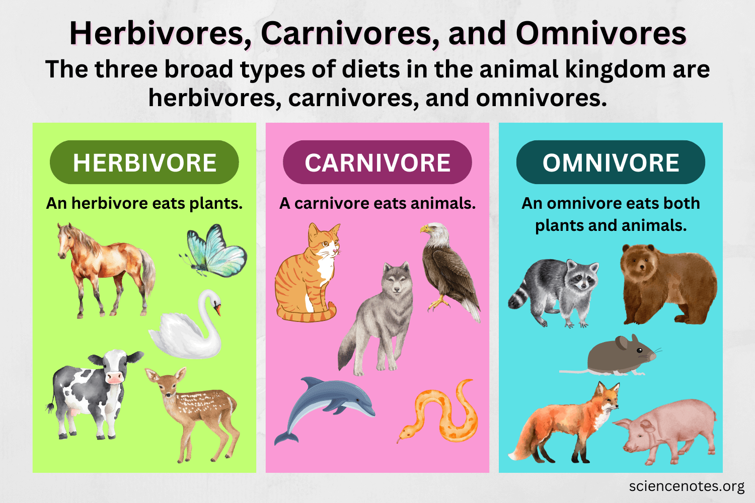 Herbivores Carnivores And Omnivores