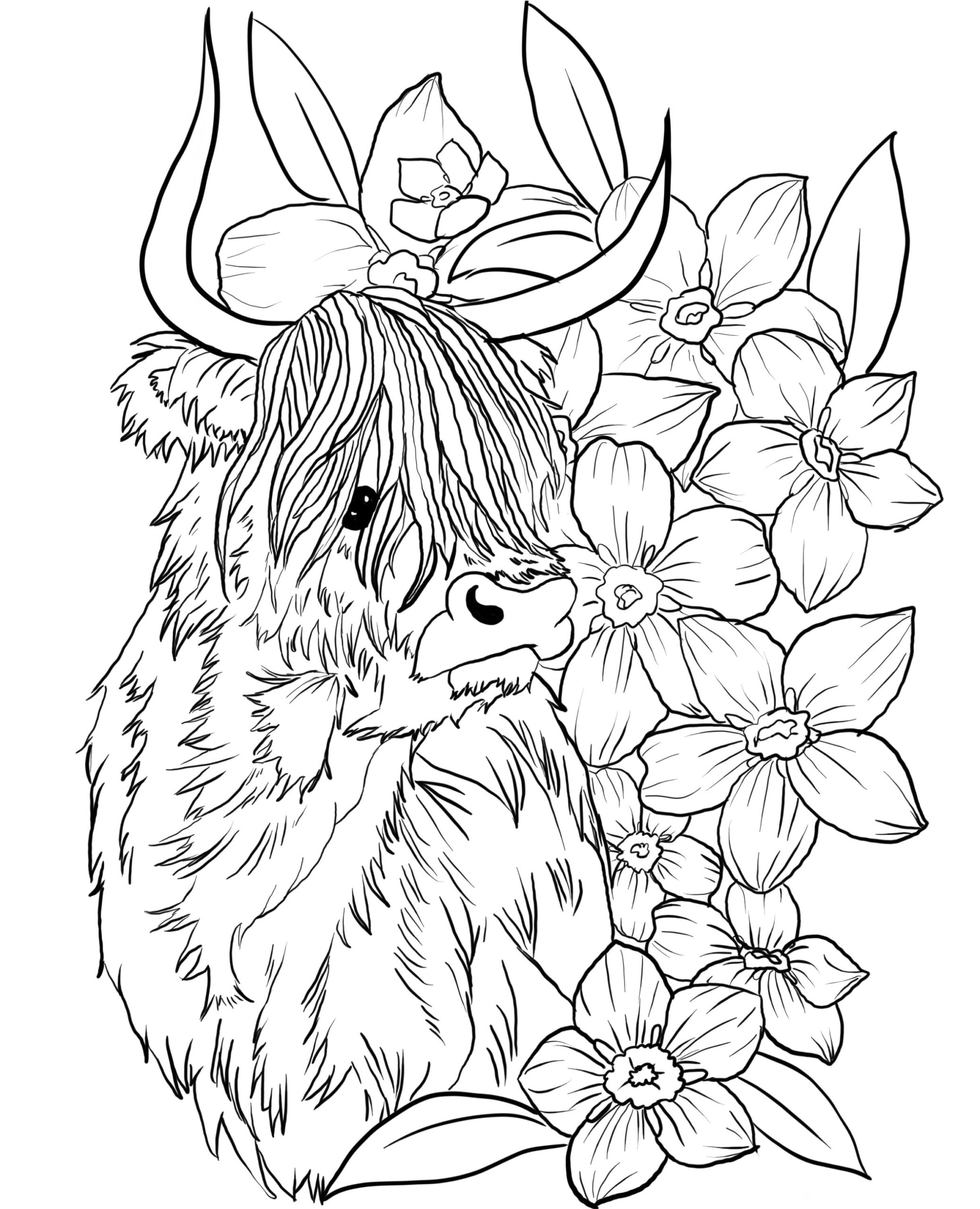 Highland Cow Downloadable Coloring Page Etsy