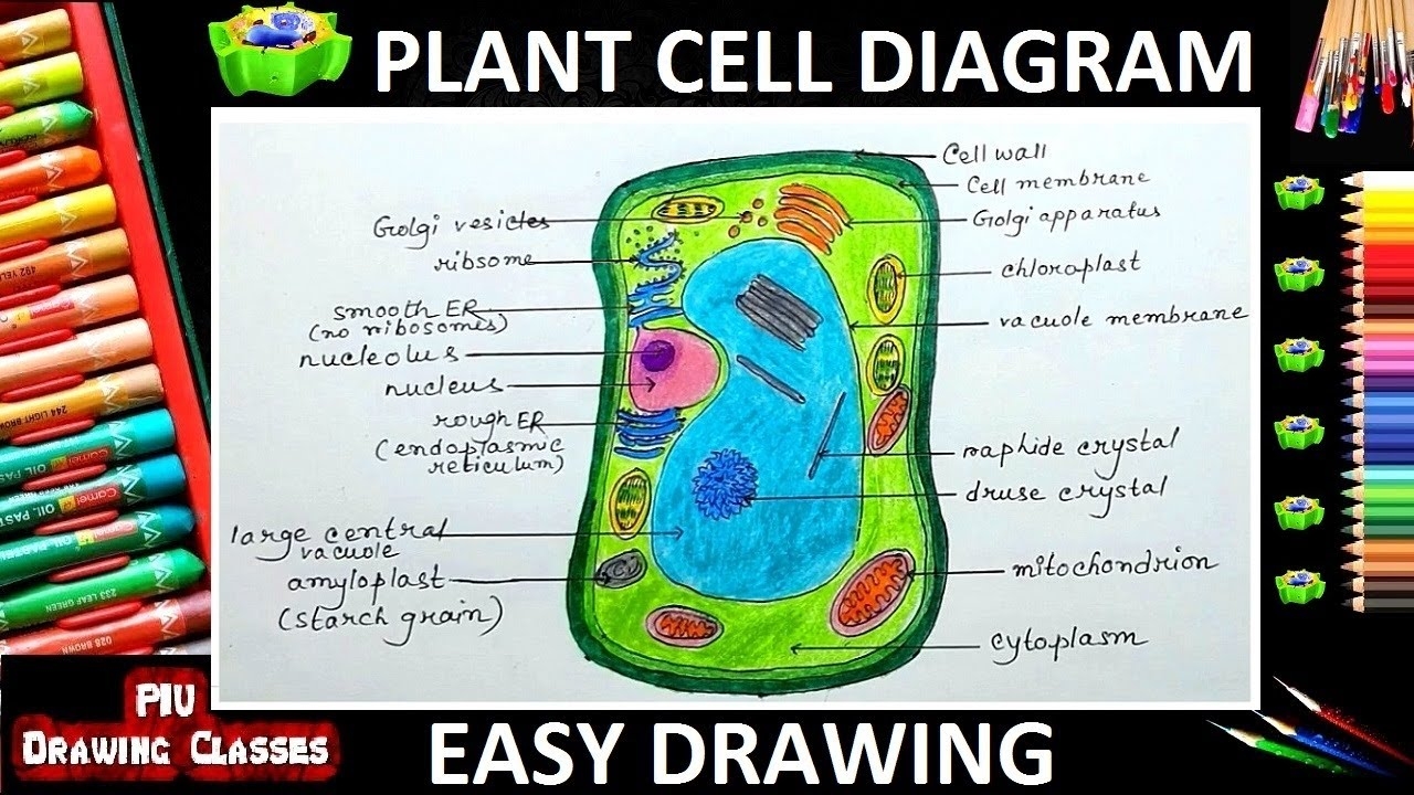 How To Draw A Plant Cell Diagram With Labels Plant Cell Drawing With Color YouTube How To Draw A Plant Cell Diagram With Labels Plant Cell Drawing With Color YouTube