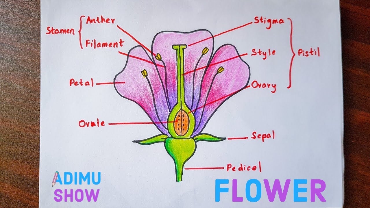 label of flower parts