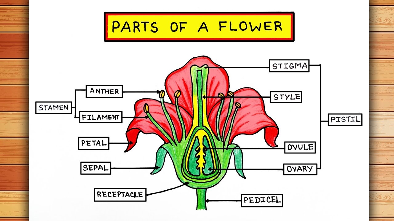 How To Draw And Label Parts Of A Flower Longitudinal Section Of Flower Drawing Flower Diagram YouTube