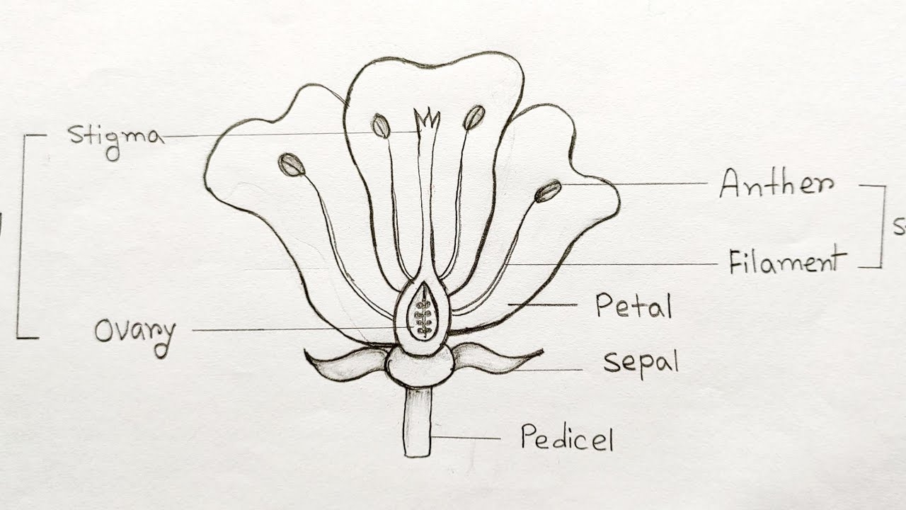 parts of a flower labelling