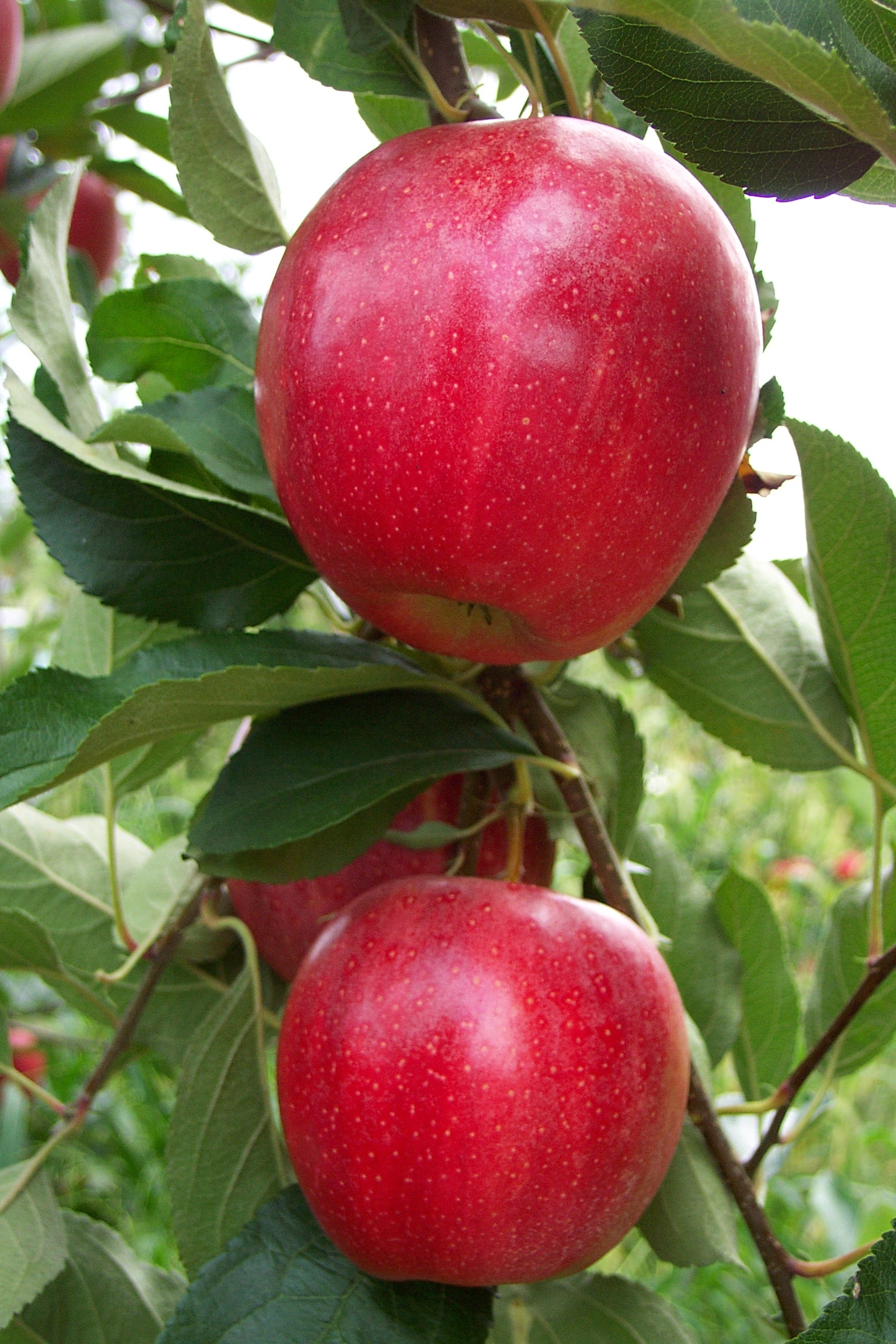 HRF Apple Varieties HRF Apple Varieties
