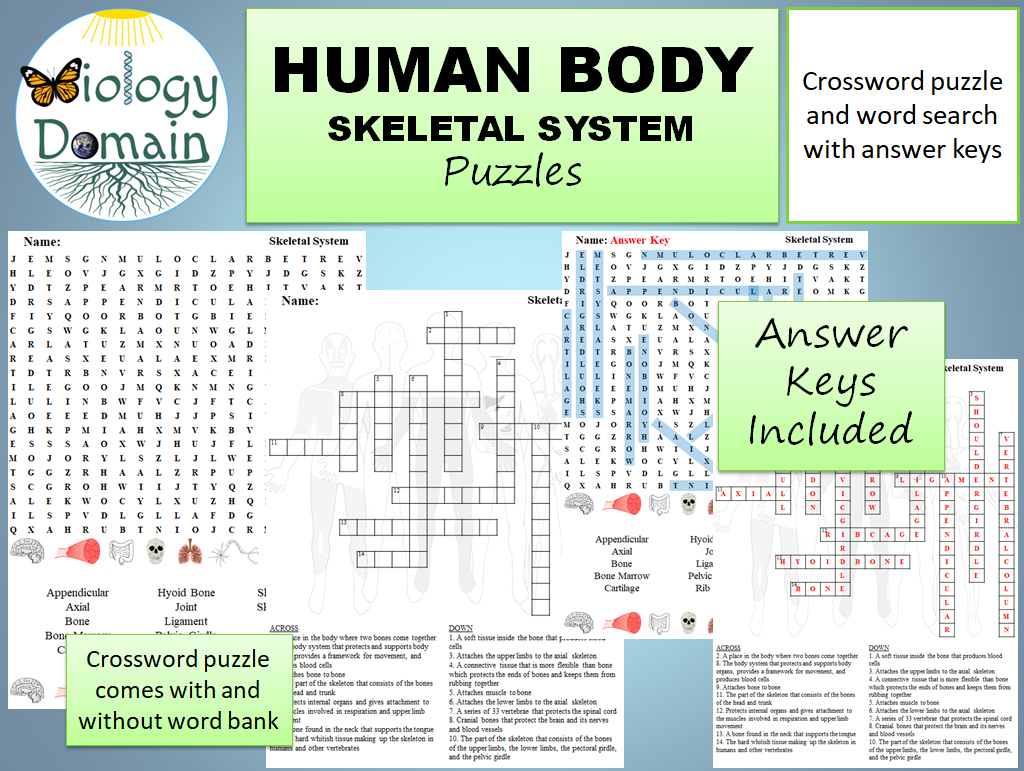 Human Body Skeletal System Crossword And Word Search Teaching Resources Human Body Skeletal System Crossword And Word Search Teaching Resources