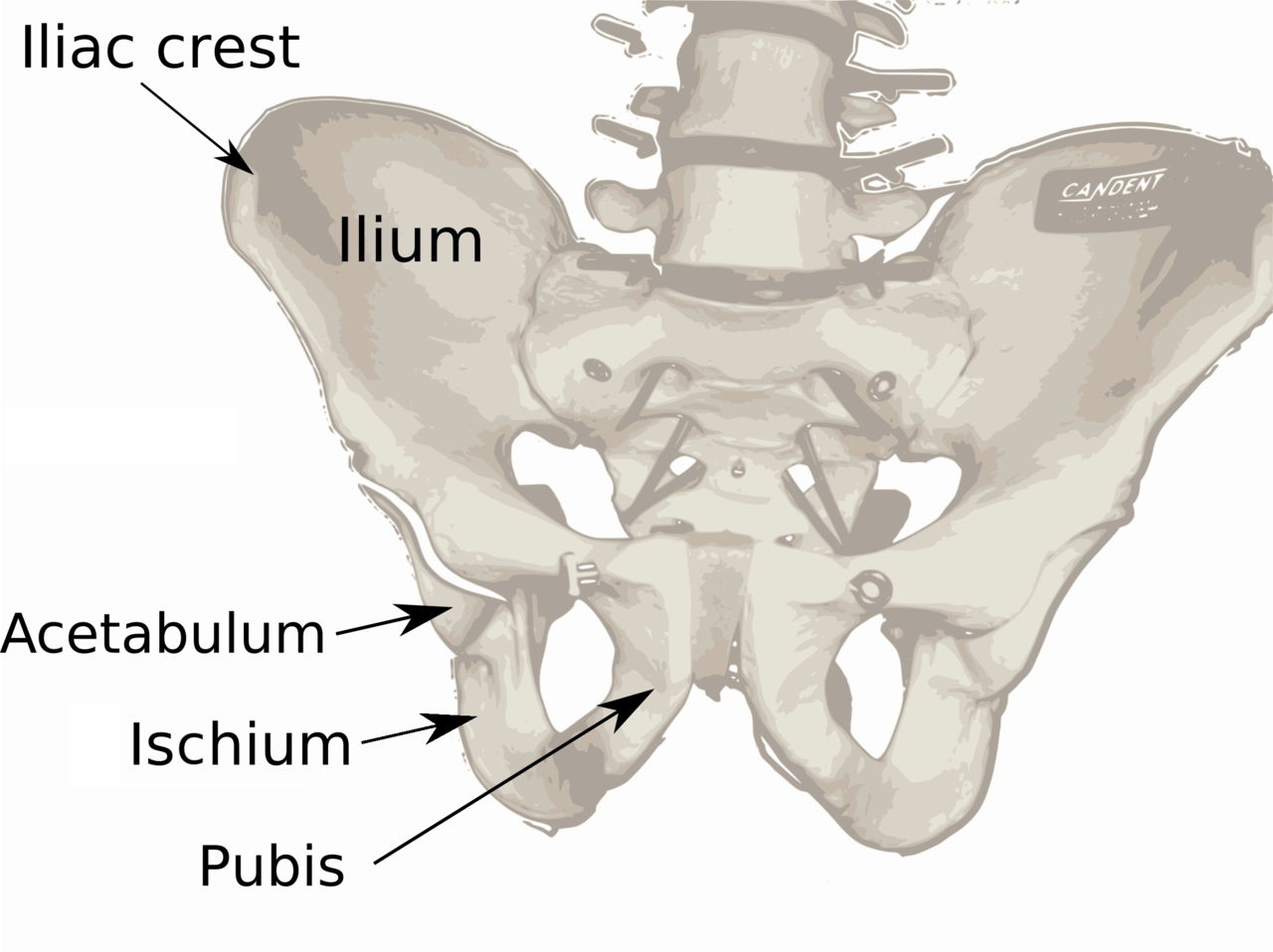 Ilium bone Wikipedia Ilium bone Wikipedia