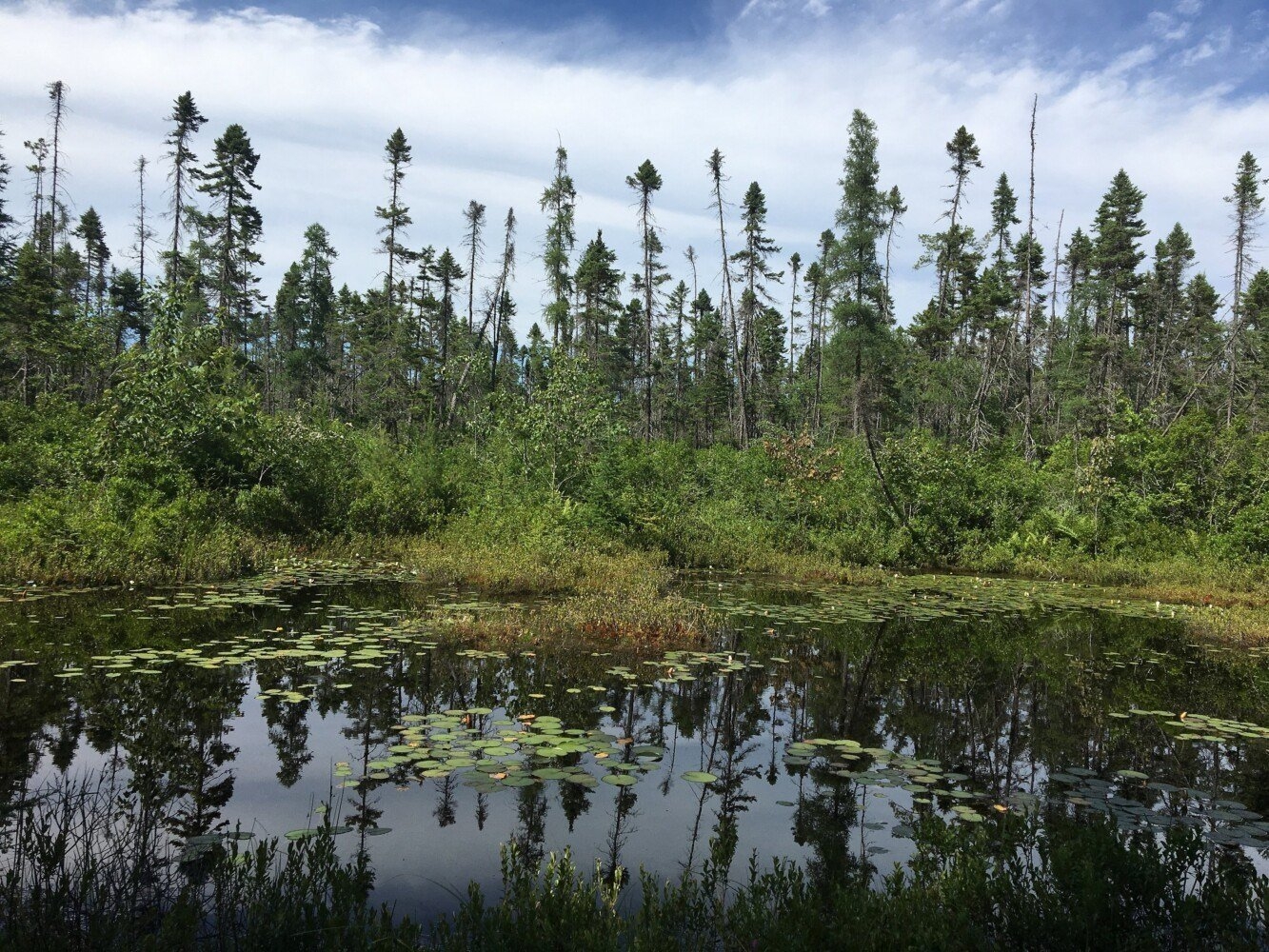 nature photography perhaps crossword clue
