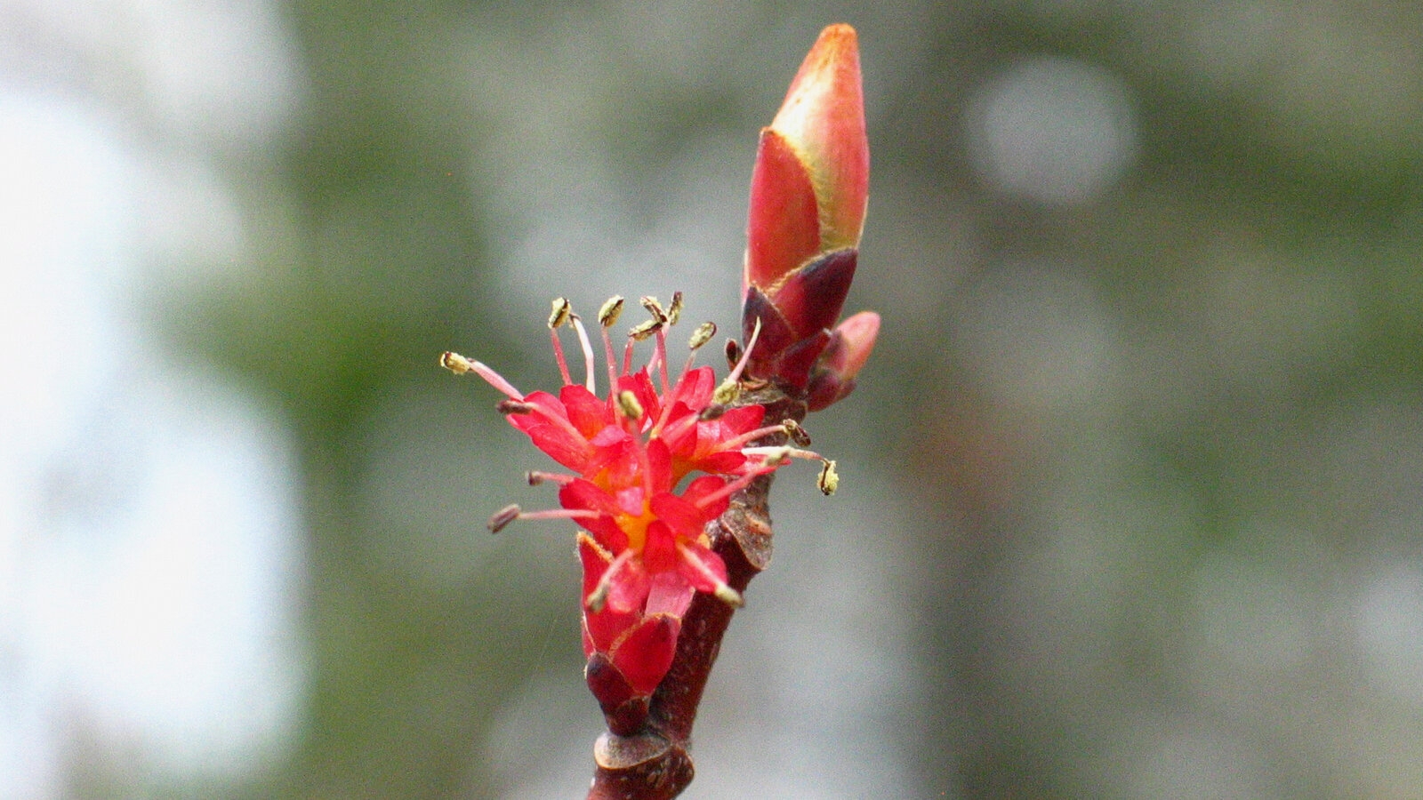 Is It Spring Yet The New York Times