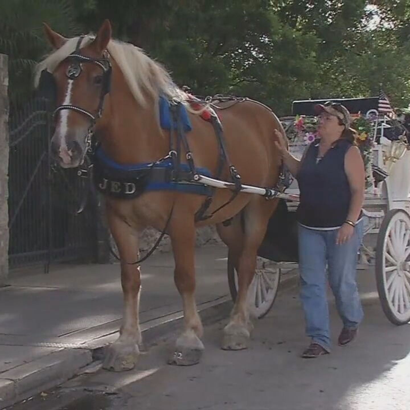 It s Official City Council Votes To Phase Out Horse drawn Carriages From Downtown