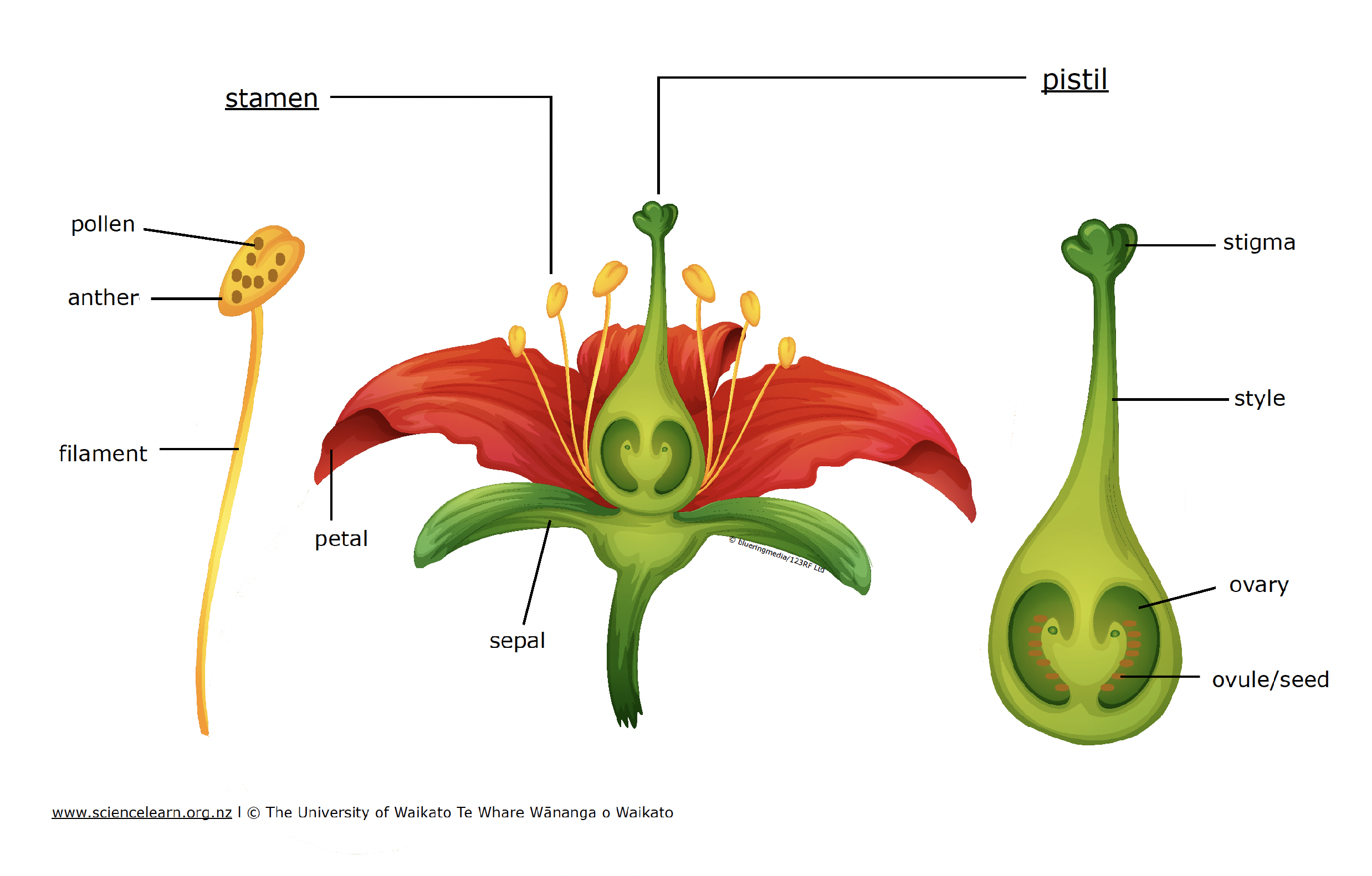 Label The Flower Parts Science Learning Hub