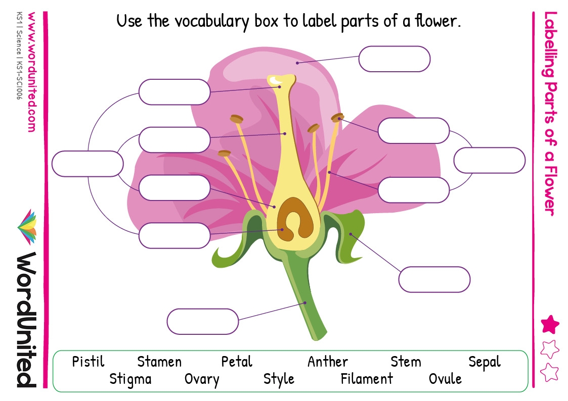 label of a flower parts