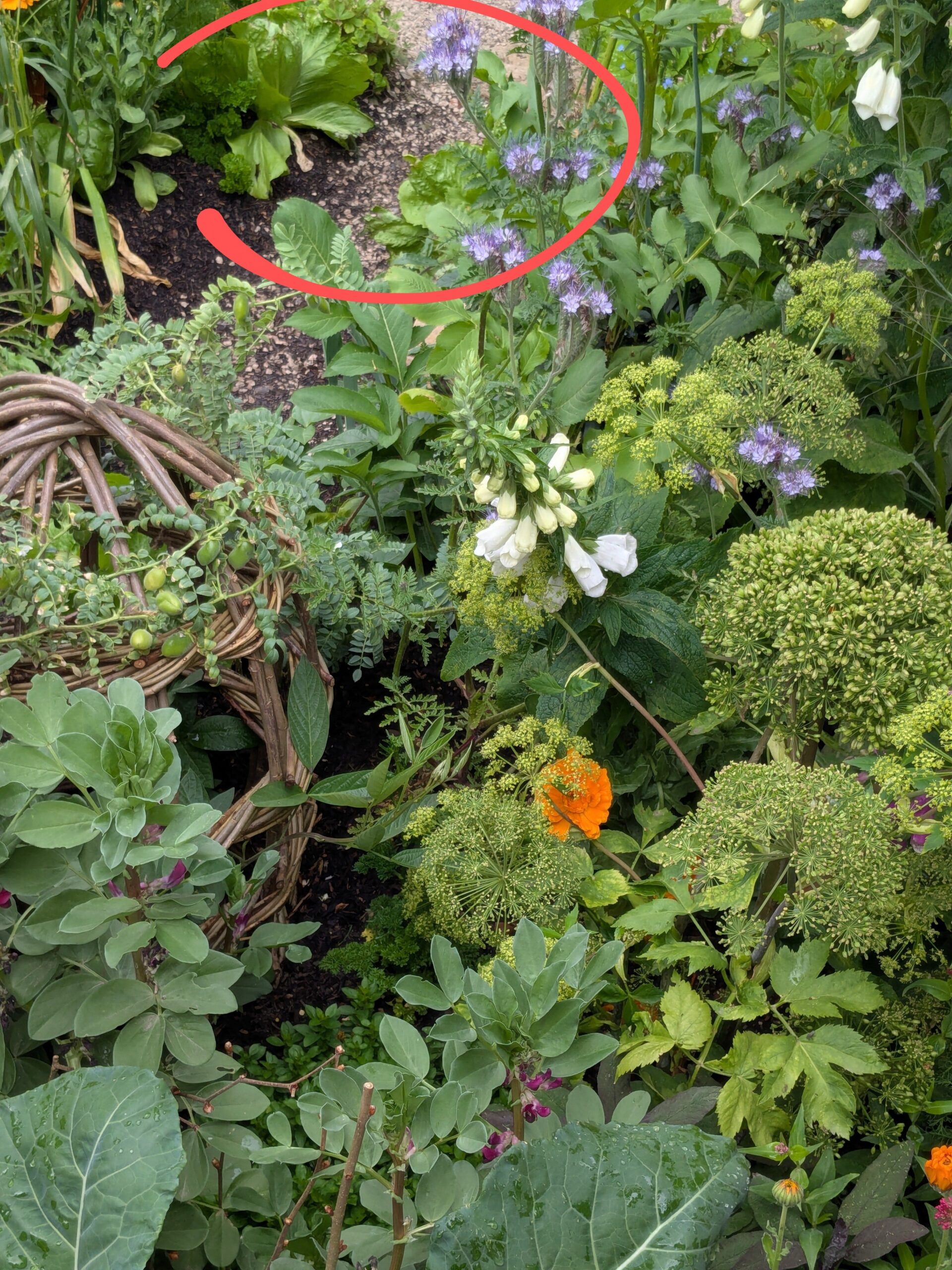 prickly plant crossword clue