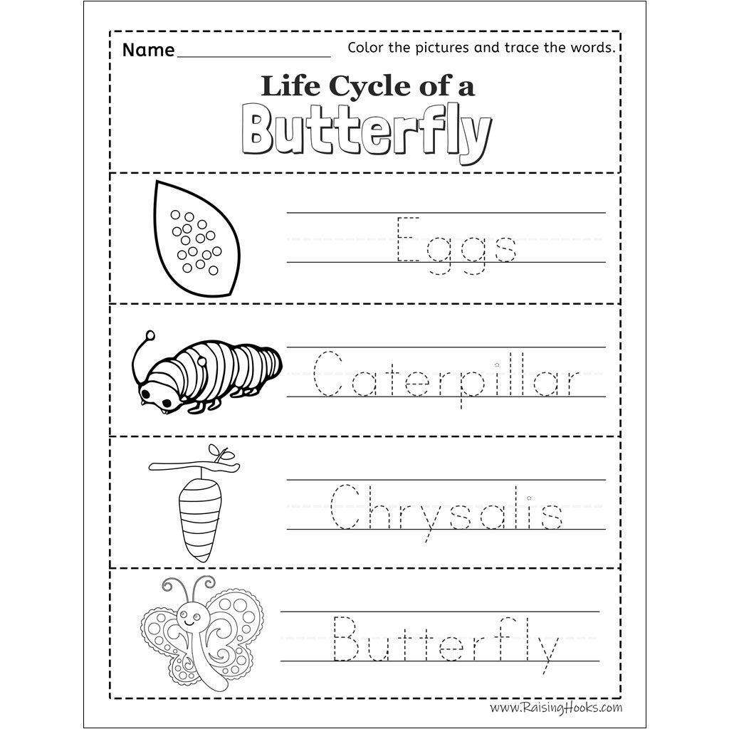 Life Cycle Of A Butterfly Tracing Worksheet Raising Hooks Life Cycle Of A Butterfly Tracing Worksheet Raising Hooks